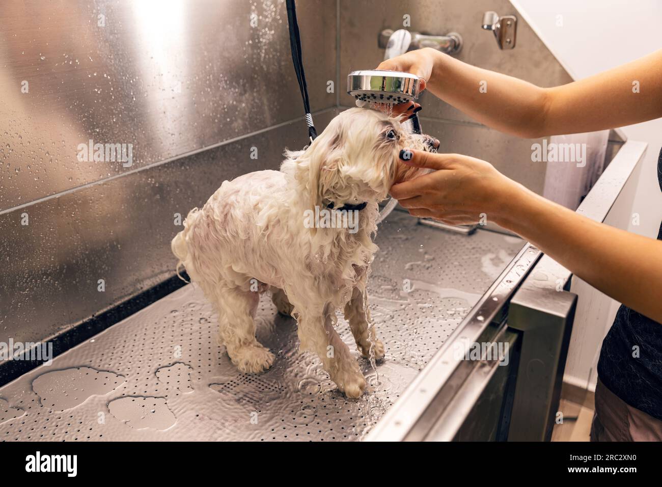 Cane che fa il bagno prima di essere tagliato. Concetto di salone di bellezza Foto Stock