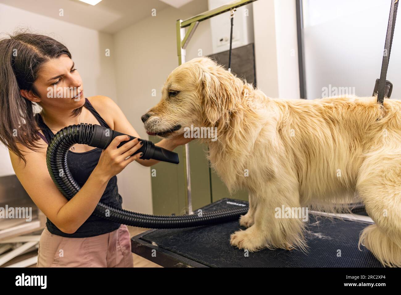 Concetto di cura degli animali domestici per asciugare i cani. Rifinitore con l'asciugacapelli in un salone di cura Foto Stock