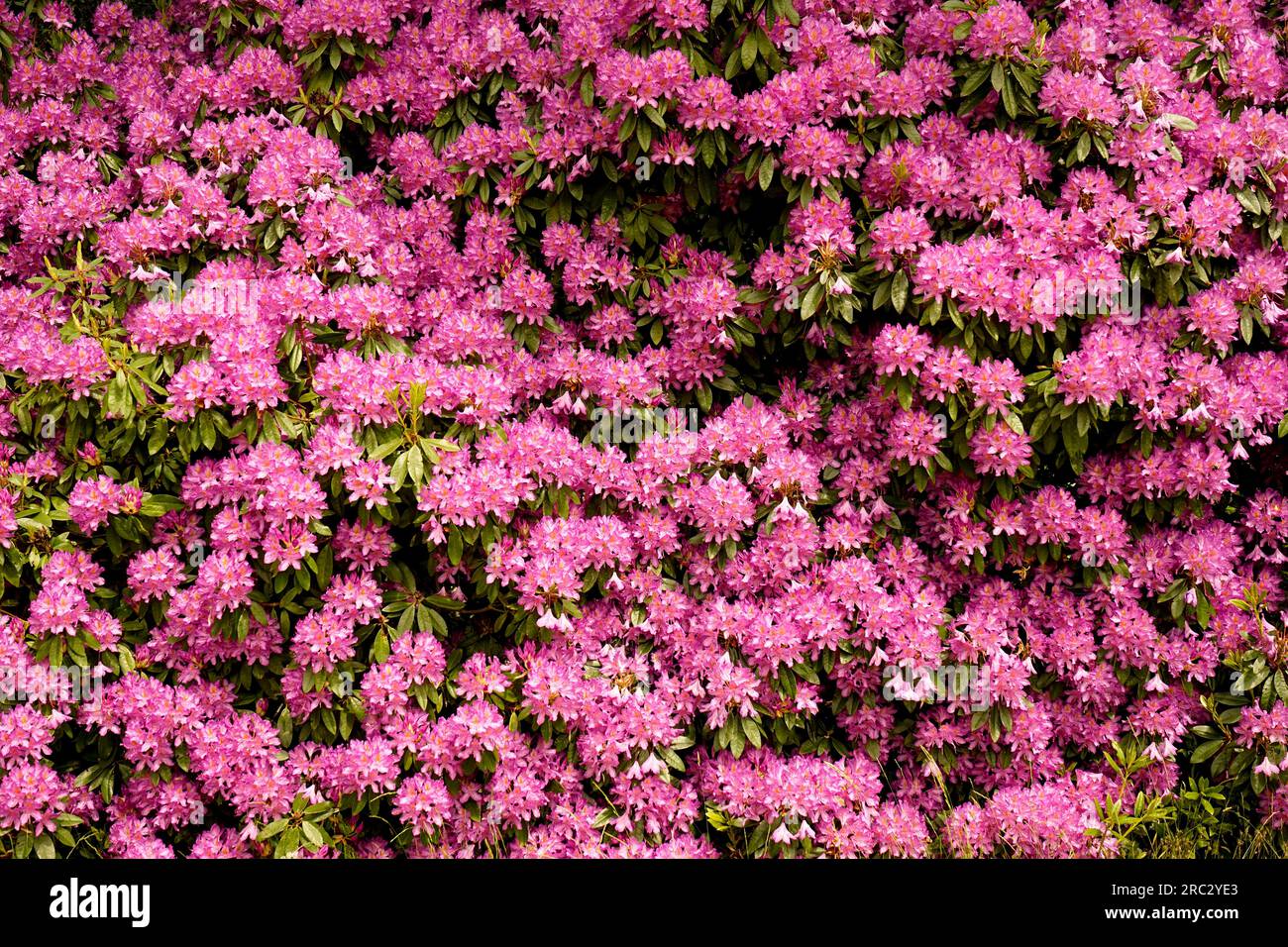 Blickling Hall, Norfolk, Inghilterra Foto Stock