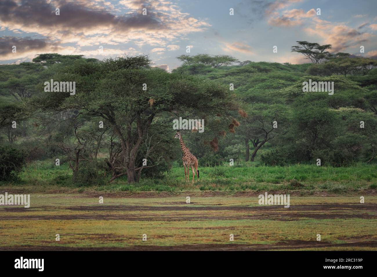 Maestosa e selvaggia Giraffa Maasai nel Bush del Parco Nazionale del Serengeti, Tanzania, Africa Foto Stock