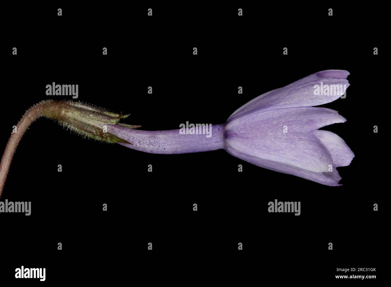 Phlox strisciante (Phlox subulata). Primo piano su Flower Bud Foto Stock