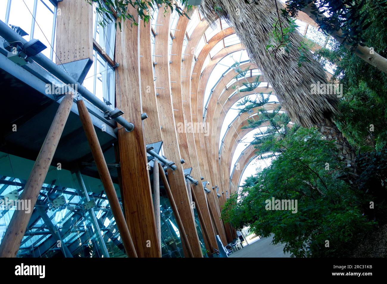 Sheffield Winter Gardens, Sheffield, Inghilterra Foto Stock