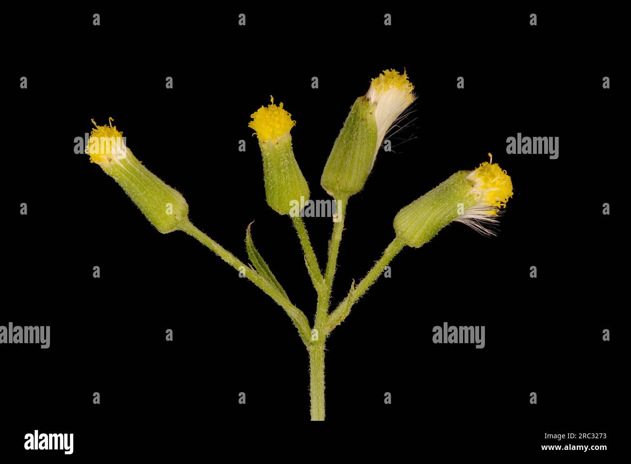 Groundsel (Senecio vulgaris). Primo piano della Synflorescence Foto Stock