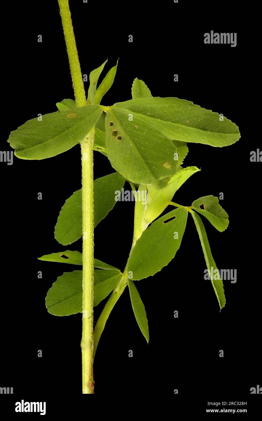 Trifoglio grande (Trifolium aureum). Primo piano su stelo e foglie Foto Stock