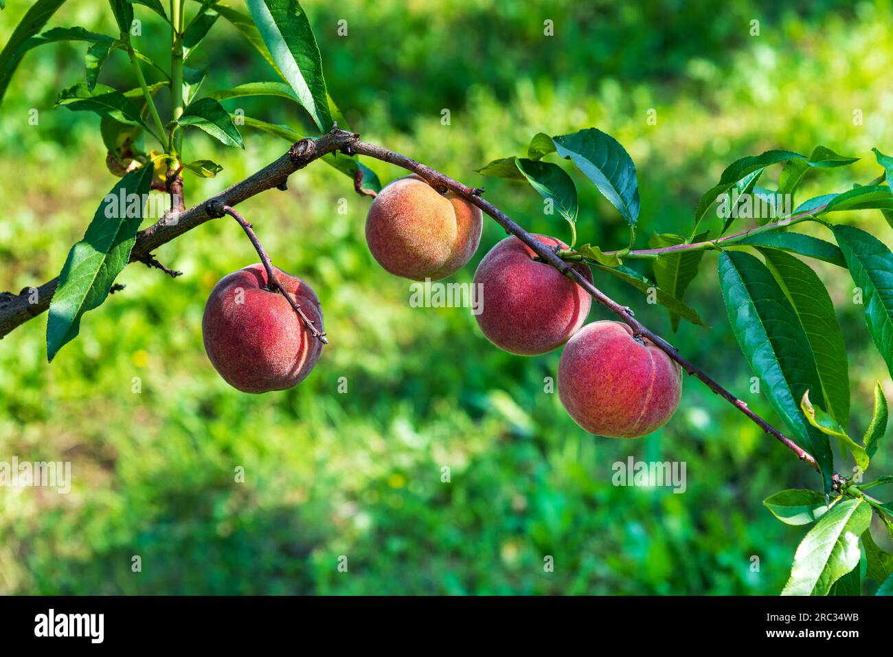 Pesche mature su rami d'albero con foglie verdi che vegetano nella natura estiva nelle giornate di sole Foto Stock