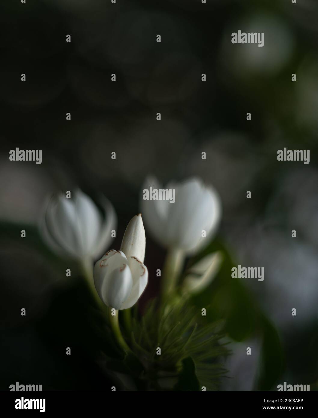 Bellissimi piccoli fiori bianchi Foto Stock
