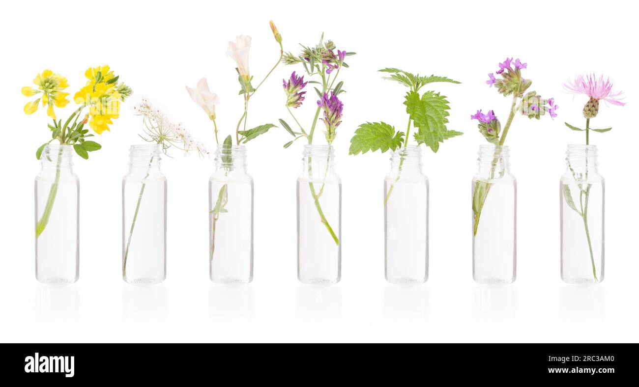 Una bottiglia di olio essenziale accompagnata da erbe aromatiche. Bottiglie di fila su sfondo bianco. Trattamento con il metodo "BACH" Foto Stock