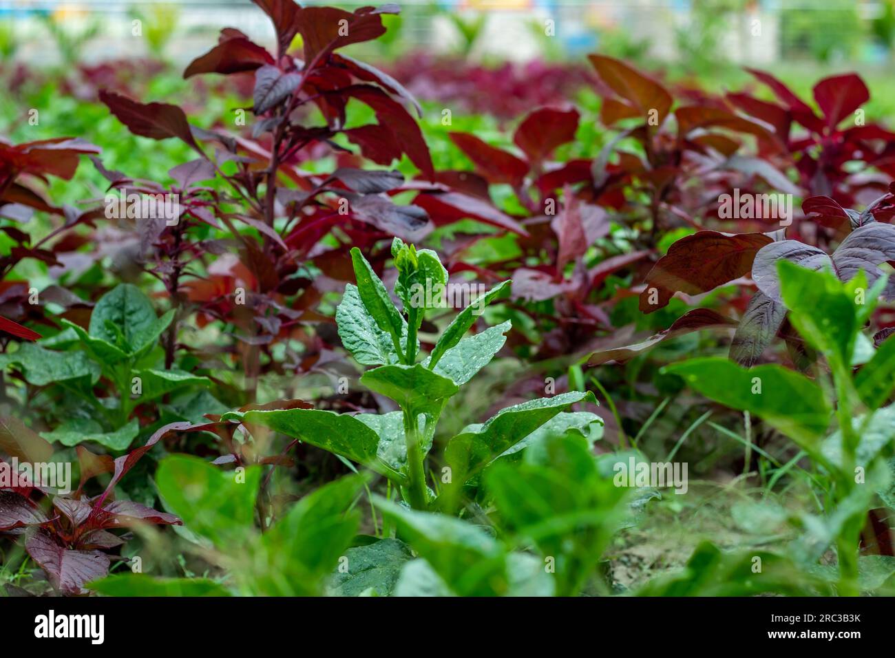 Gli spinaci di Malabar, uno con foglie e steli verdi, sono noti come Basella alba. Gli spinaci rossi sono un popolare alimento a base di ossido nitrico, contenente uno dei più alti Foto Stock