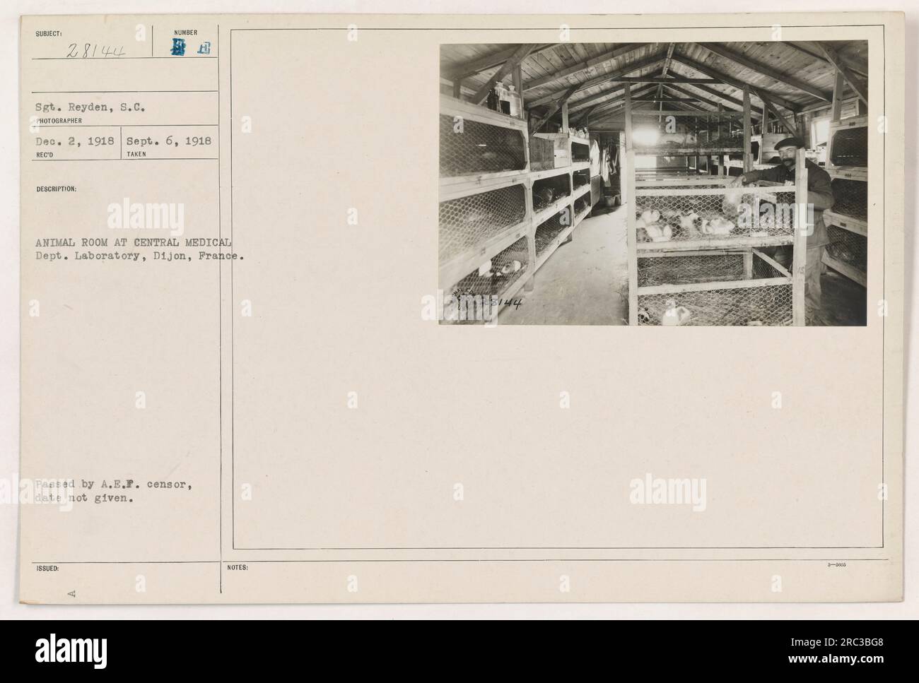 Il sergente Reyden dell'esercito americano viene visto nella stanza degli animali di Munder al laboratorio del Dipartimento medico centrale di Digione, in Francia. La foto è stata scattata il 6 settembre 1918 e rilasciata dopo aver ricevuto l'approvazione della censura A.E.F. Foto Stock