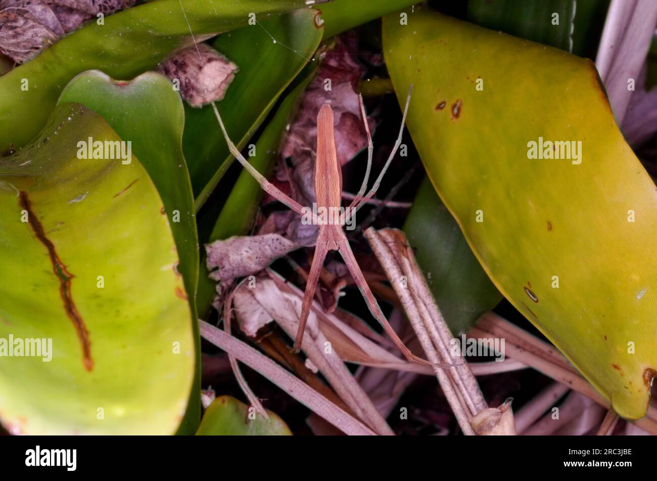 Rufous NET-casting Spider, Deinopsis subrufa, Daylight stance. Malanda, Australia. Foto Stock