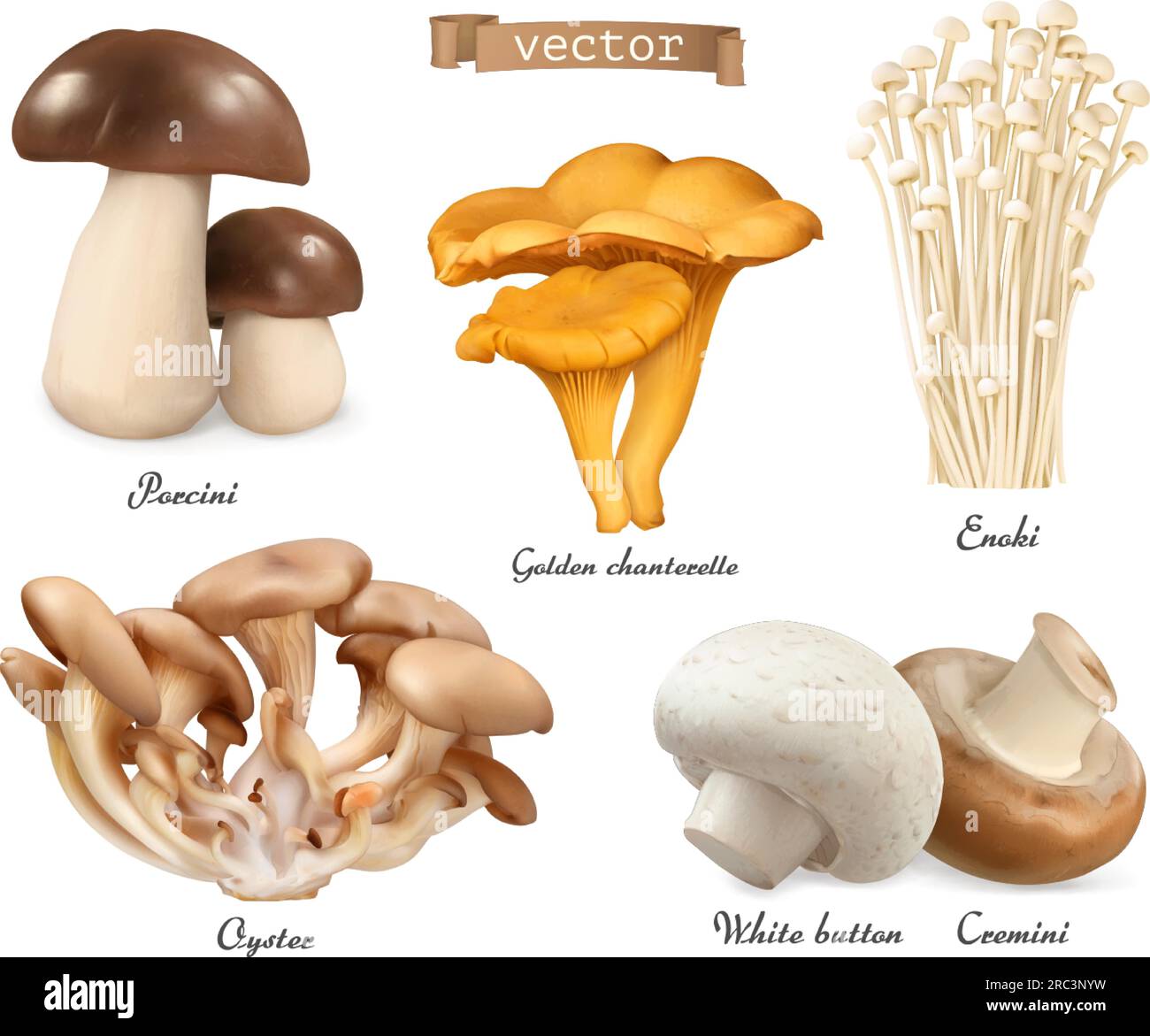 Funghi commestibili. Porcini, cantine dorate, enoki, funghi ostriche, cremini, pulsante bianco. set di oggetti 3d vettoriali realistici. Illustrazione degli alimenti Illustrazione Vettoriale