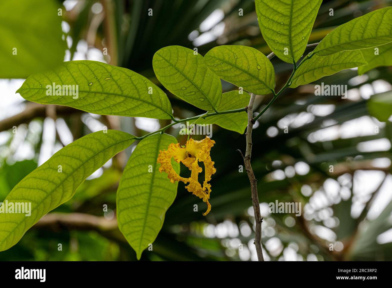 MOUE Liane (Monodora crispata), fiore, originario dell'Africa tropicale. Foto Stock