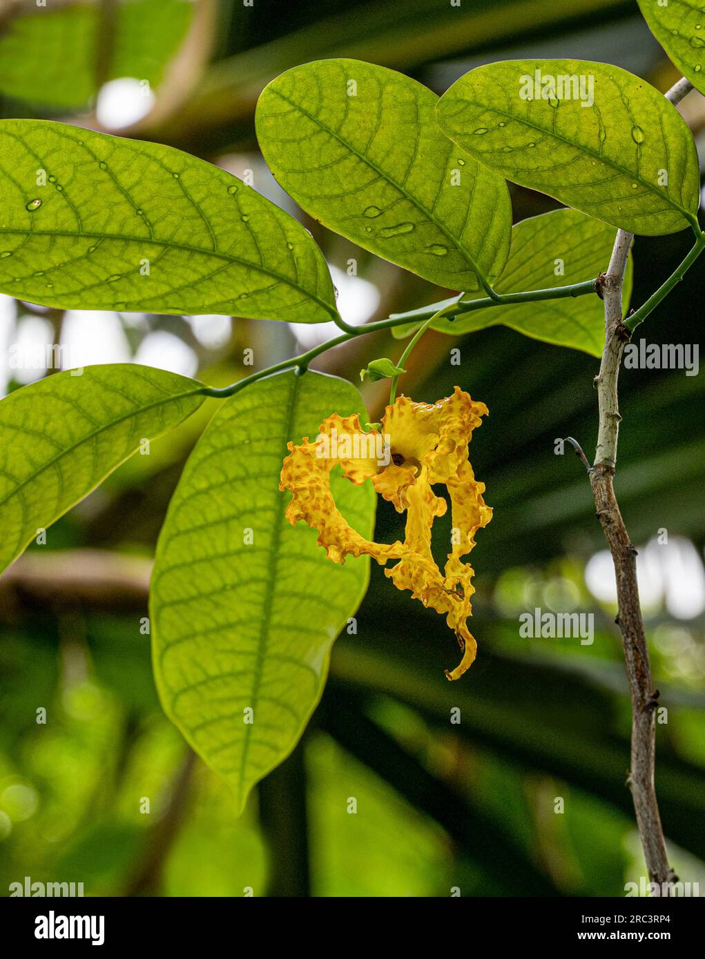 MOUE Liane (Monodora crispata), fiore, originario dell'Africa tropicale. Foto Stock