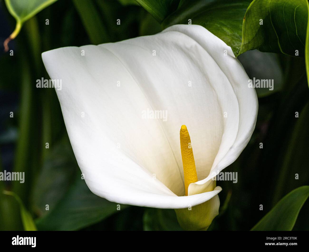 Giglio calla o giglio arum (Zantedeschia aethiopica), Sudafrica. Foto Stock
