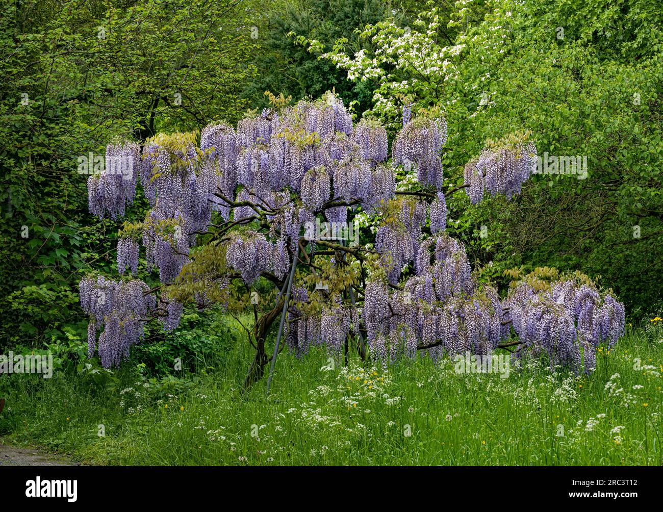 Wisteria Floribunda. Bellissimi fiori dell'arduo scalatore deciduo. Foto Stock