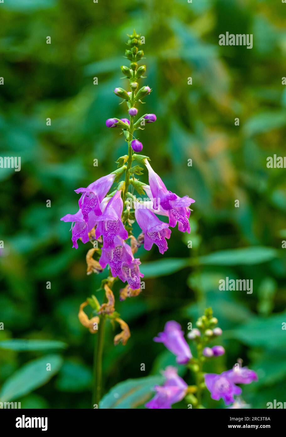 Physostegia virginiana, pianta obbediente Foto Stock