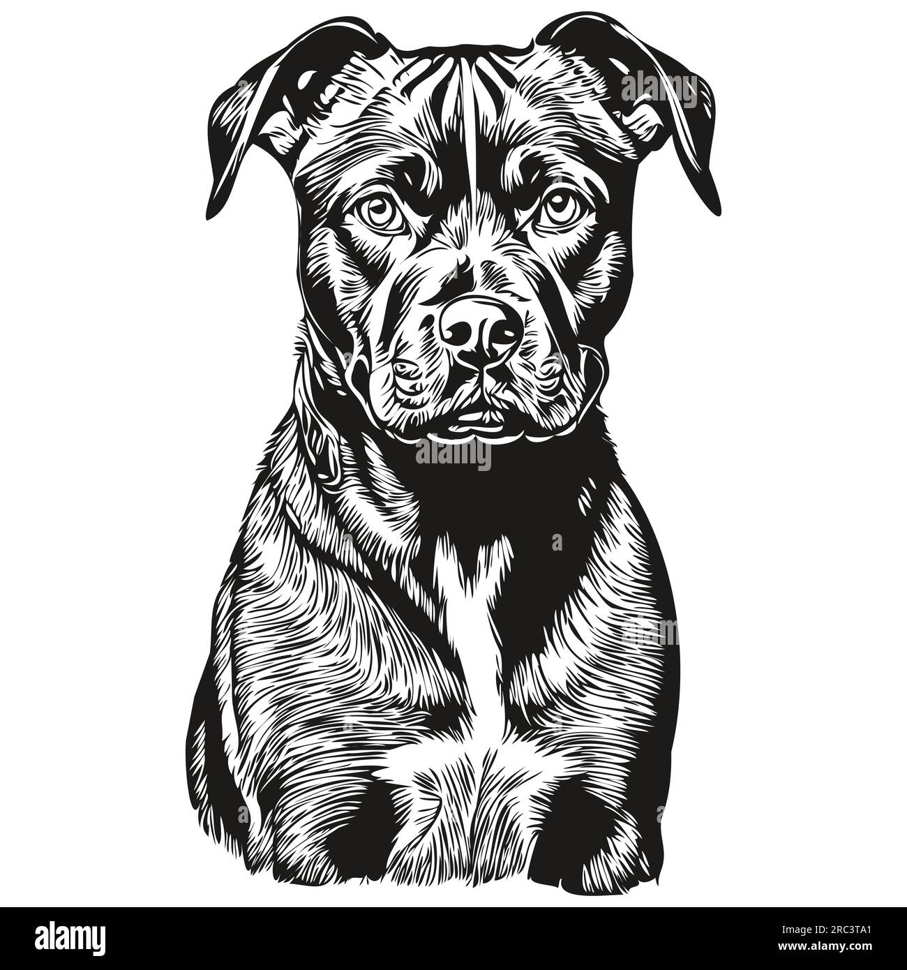 Razza Di Staffordshire Bull Terrier Del Cane Di Schizzo Di Vettore - Foto 5