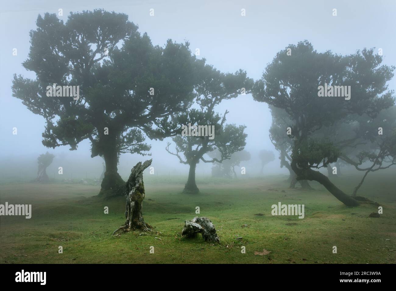 Vecchi alberi di alloro nella nebbia nella foresta dell'isola di Fanal Madeira, Portogallo Foto Stock