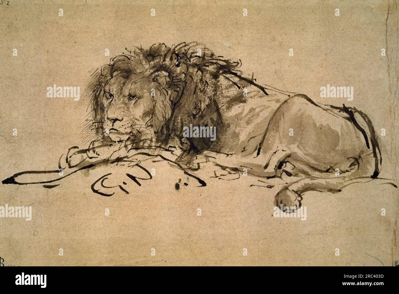 Lion Resting 1652 di Rembrandt Foto Stock