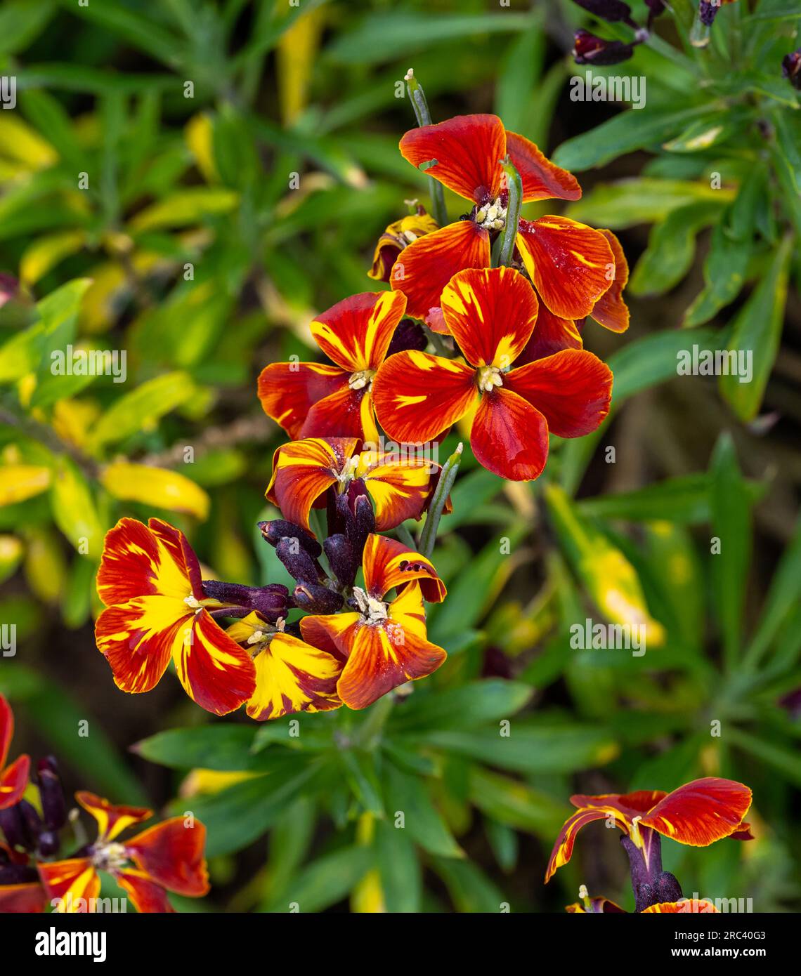 Fiore da parete rosso scuro e arancione - nome latino - Erysimum cheiri Foto Stock