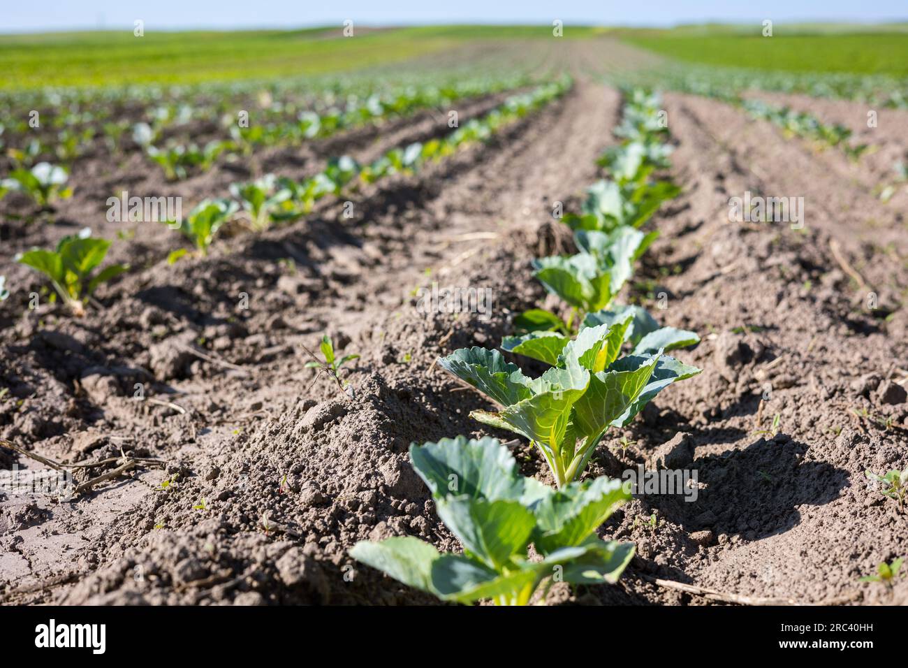 I campi agricoli sulle pendici delle colline sono piantati con cavolo bianco. La coltura cresce bene dopo la semina, ha buone foglie sane. L'estate in Foto Stock