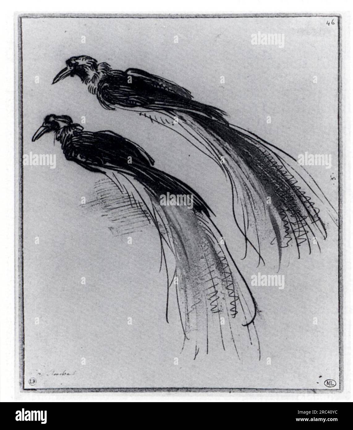 Due studi di Un uccello di paradiso 1630 di Rembrandt Foto Stock