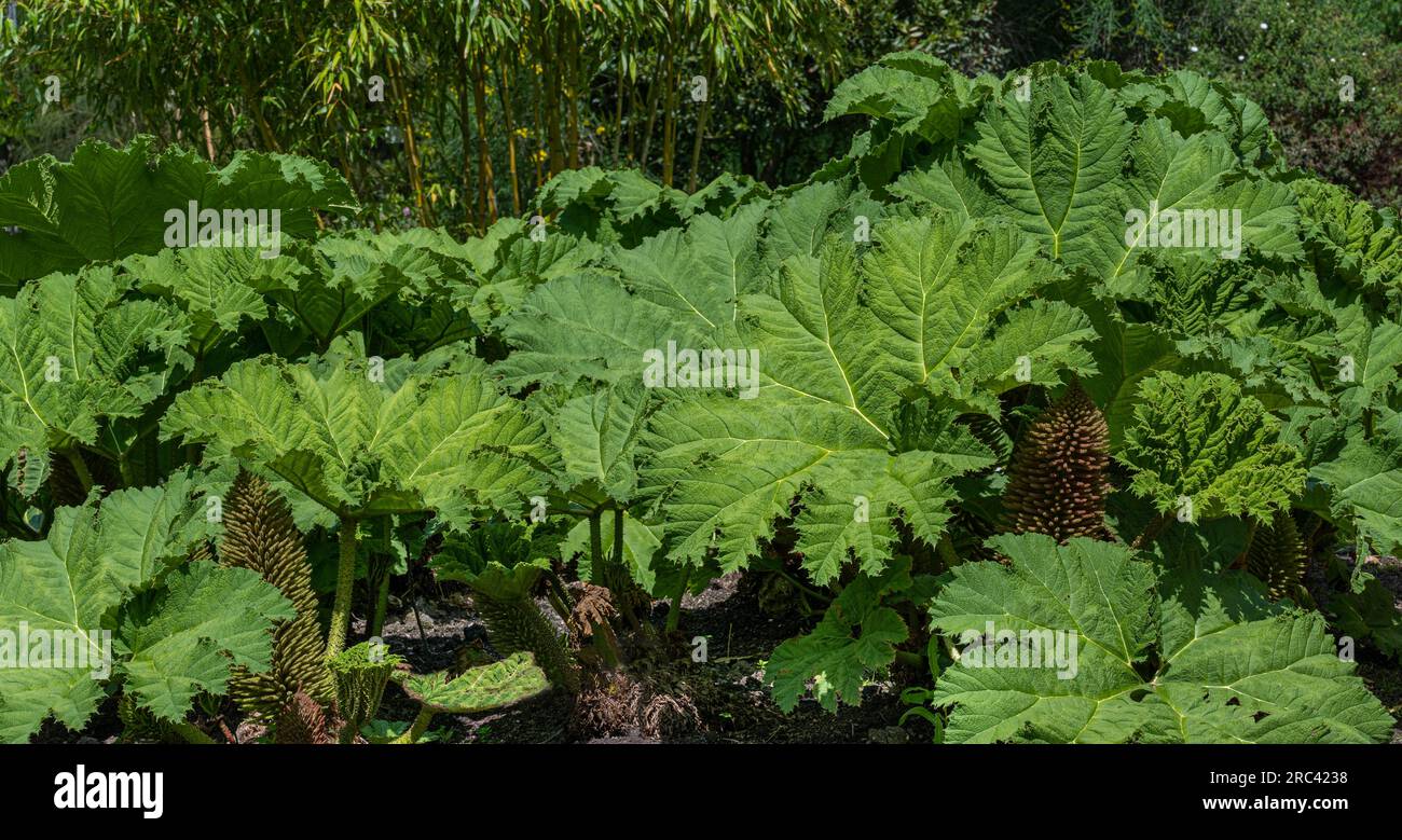 Gunnera che sembra un rabarbaro gigante cresce. Giardino botanico, Francoforte, Germania, Europa Foto Stock