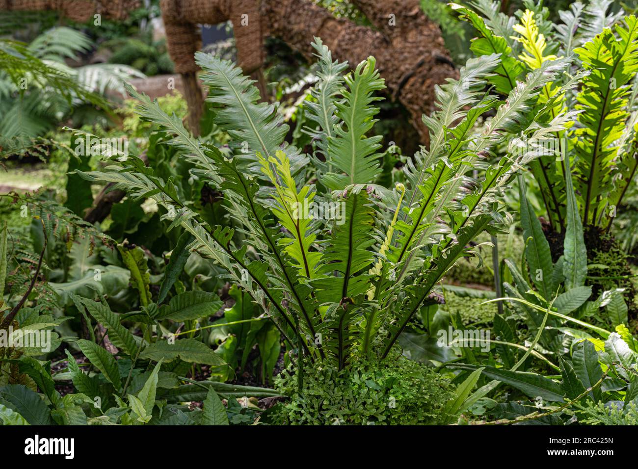 Asplenium nidus, il centro di felce nido di Bird con foglie bagnate Foto Stock