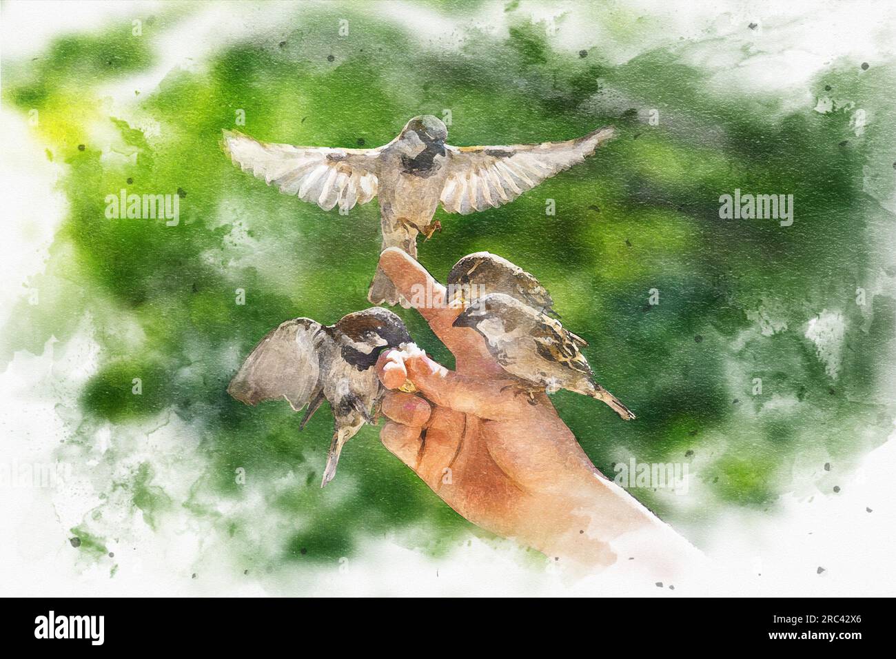 Alimentazione degli uccelli. Un quadro digitale di passeri scivola e si aggrappa alle dita di un uomo per mangiare briciole di pane. Foto Stock