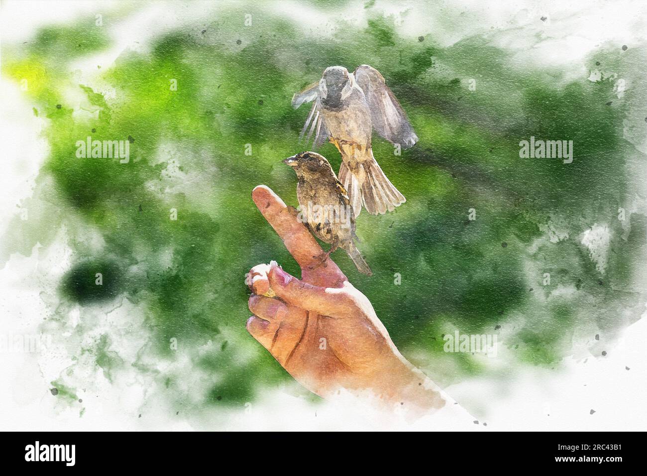 Alimentazione degli uccelli. Un quadro digitale di passeri scivola e si aggrappa alle dita di un uomo per mangiare briciole di pane. Foto Stock