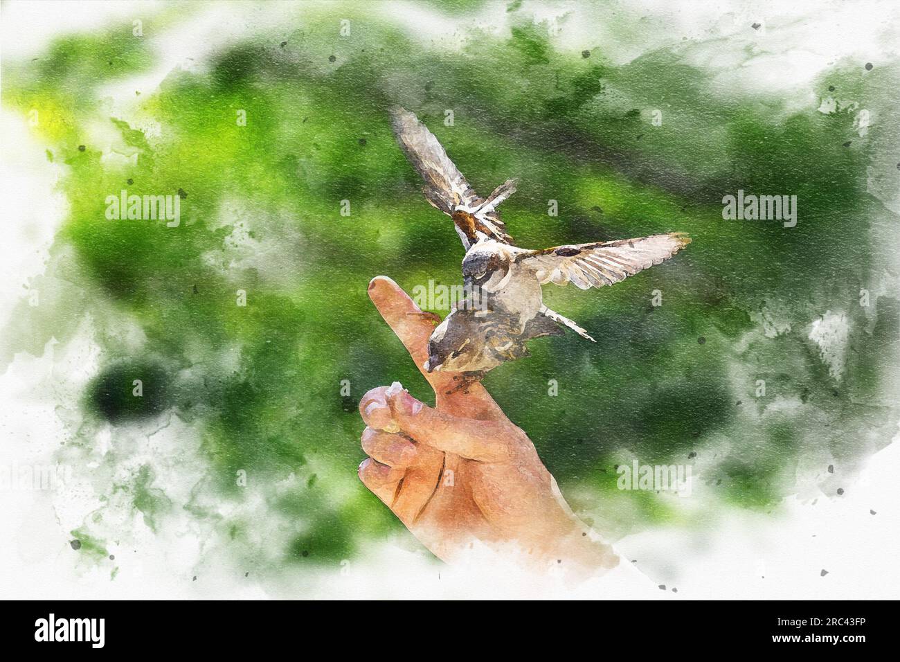 Alimentazione degli uccelli. Un quadro digitale di passeri scivola e si aggrappa alle dita di un uomo per mangiare briciole di pane. Foto Stock