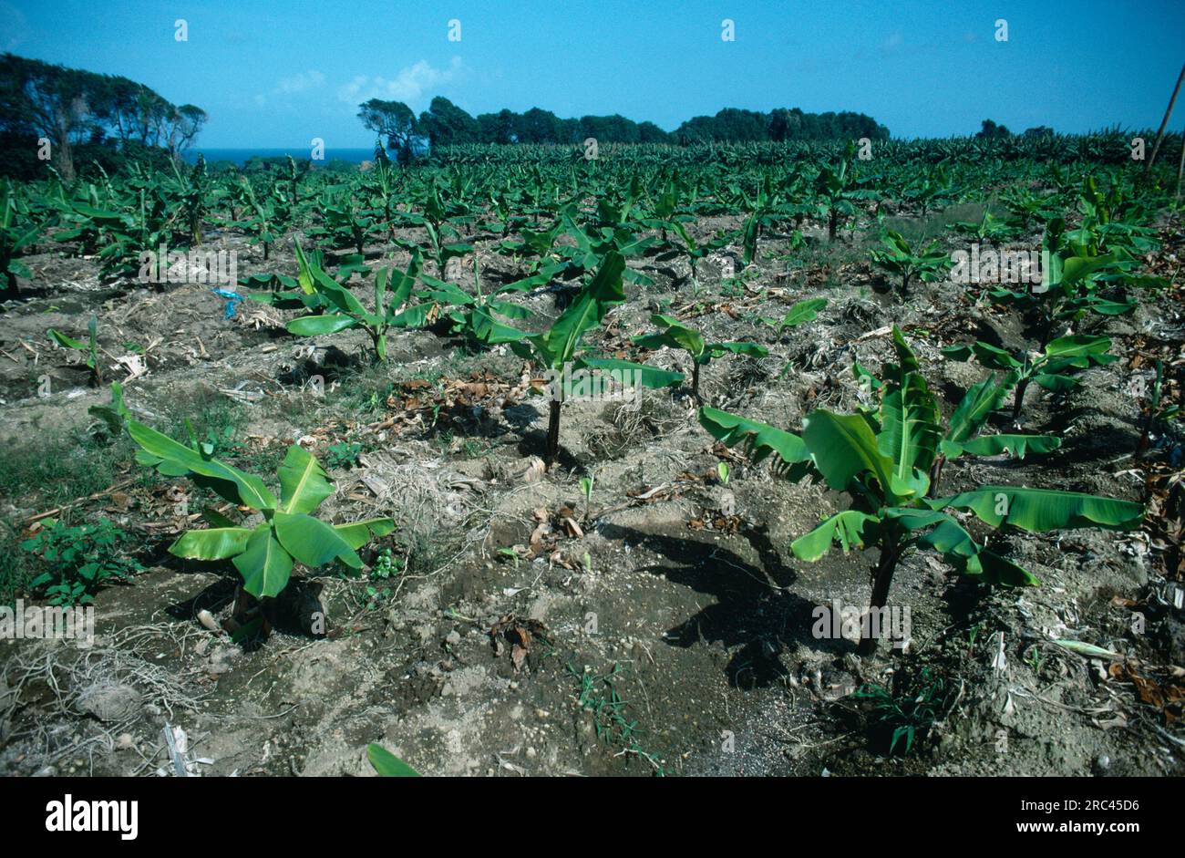 Indie occidentali, Martinica, Generale, filari di giovani piante di banana. Foto Stock