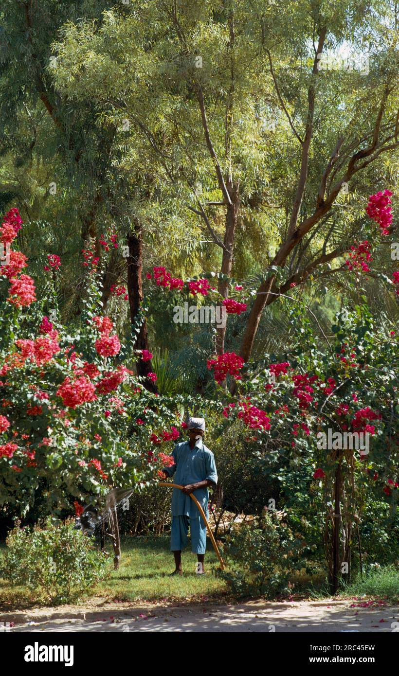 Qatar, Generale, lavoratore immigrato innaffiare un giardino lussureggiante. Foto Stock