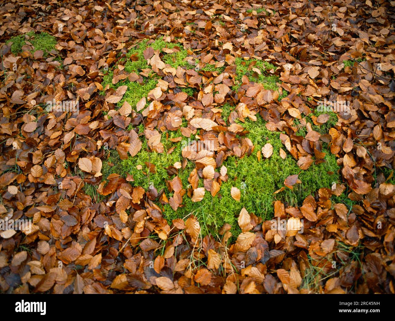 Inghilterra, Norfolk, Autunno , caduto foglie di faggio su patch di Sphagnum Moss. Foto Stock