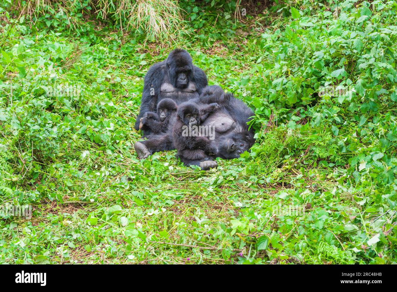 Gorilla, Gorilla gorilla, famiglia nel Parco Nazionale dei Vulcani in Ruanda. Foto Stock
