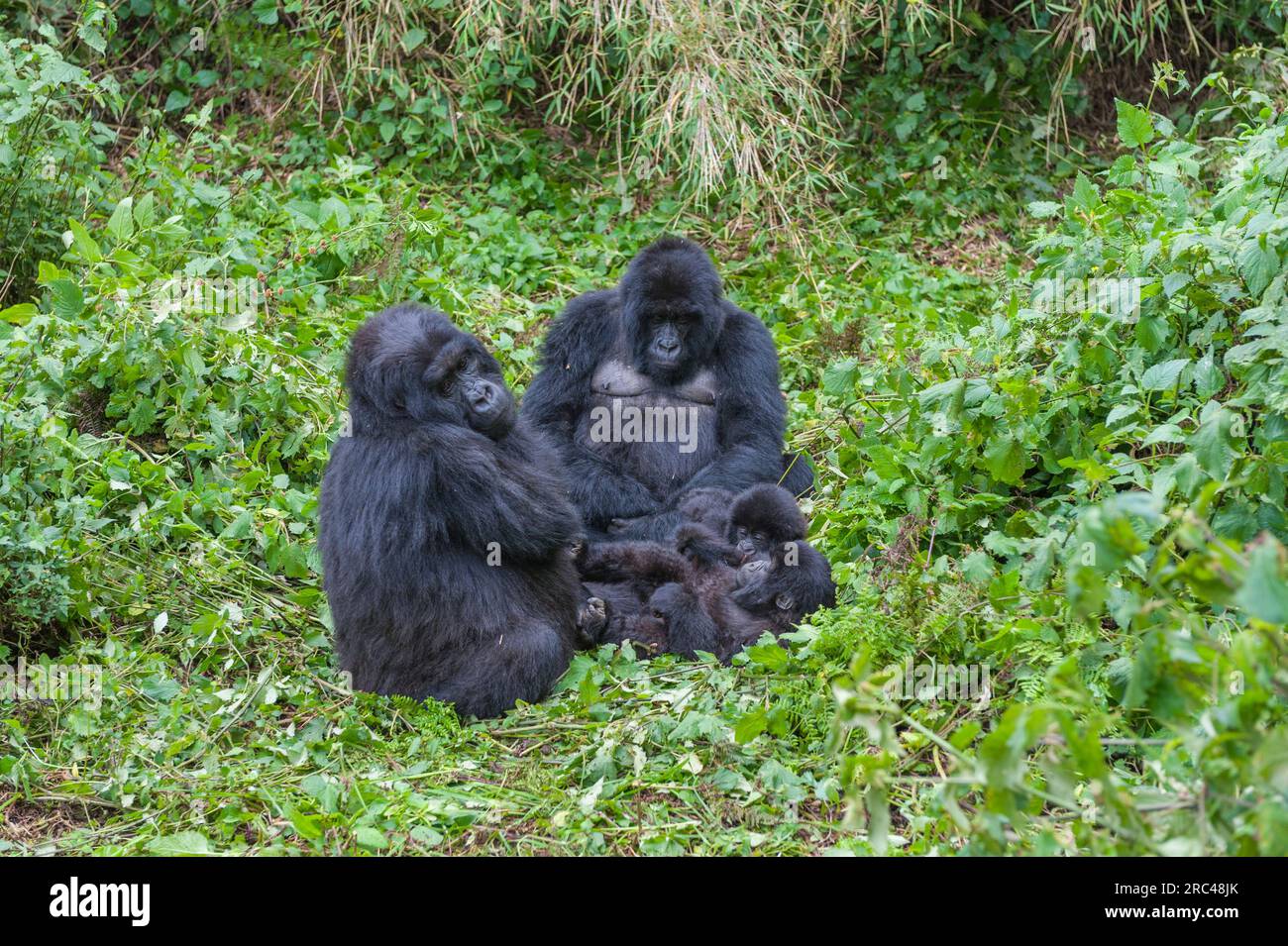 Gorilla, Gorilla gorilla, famiglia nel Parco Nazionale dei Vulcani in Ruanda. Foto Stock