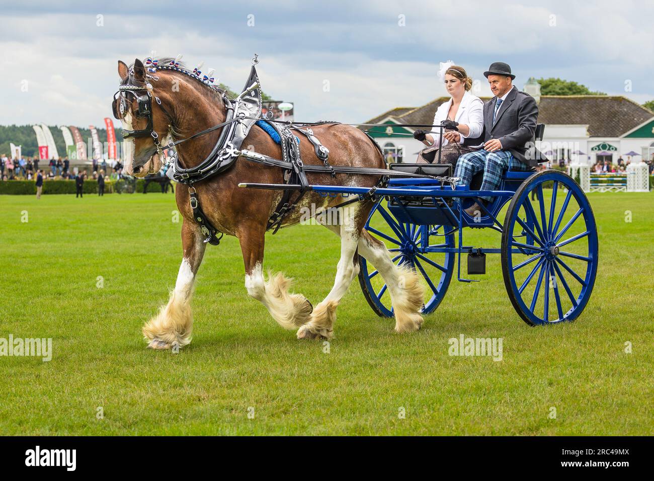 Great Yorkshire Show, Harrogate, Regno Unito. Martedì 11, 2023. Uomo e donna che guidano un singolo carrello blu a due ruote nella classe Heavy Horse single, GRE Foto Stock