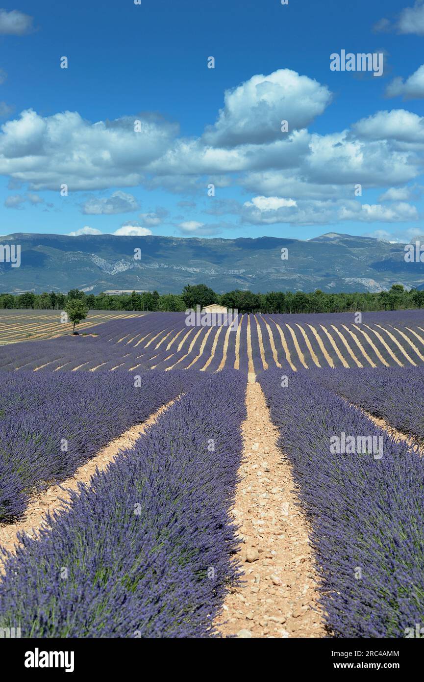 Francia, Alpes de Haute Provence 04, Valensole, campi di lavanda vicino a Valensole. Agricoltura;Alpi marittime;blu;cespugli;nuvole;Europa;europea;agricoltura; Foto Stock