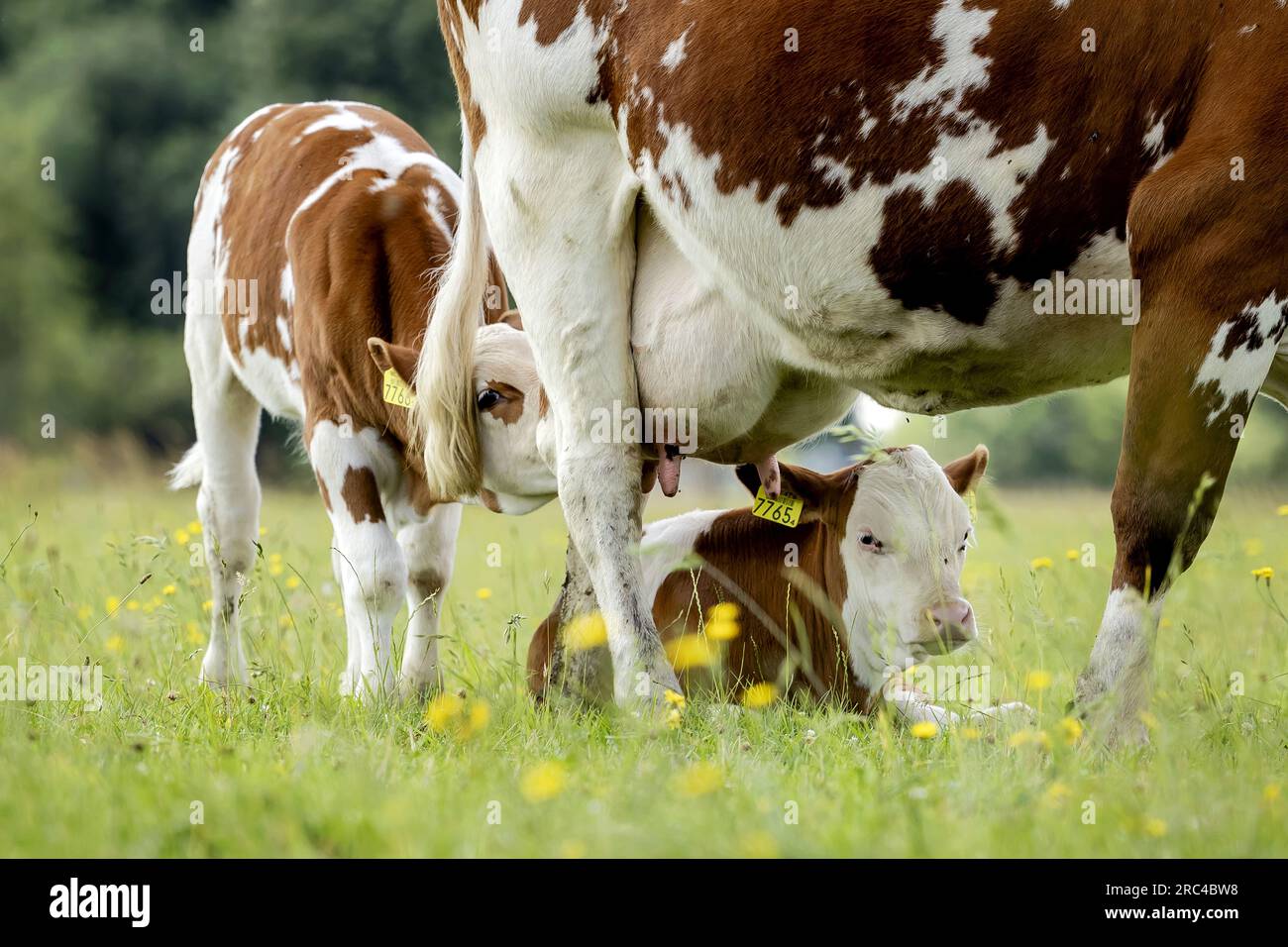 HALLE - vitelli con la madre al dinamico agriturismo biologico, durante la presentazione della Coppa Koetjes e Kalfjes della fondazione Wakker Dier. I produttori di latte hanno vinto il premio perché hanno lasciato crescere i loro vitelli con la madre. ANP ROBIN VAN LONKHUIJSEN paesi bassi Out - belgio Out Foto Stock