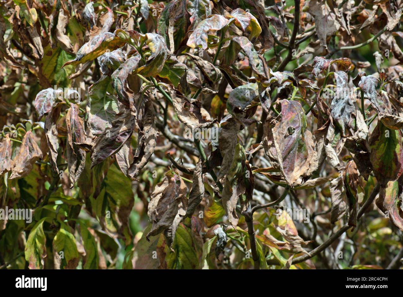 Cornus antracnoso, antracnoso di dogwood. Foto Stock