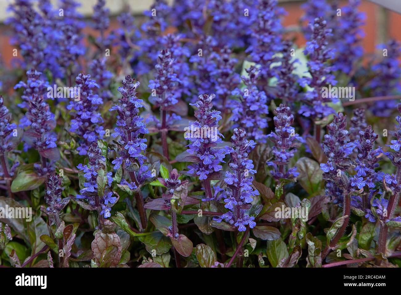 Piante, masse di punte di fiori di Bugle, rettani Ajuga che crescono all'aperto in un contenitore da giardino. Fiori Flora Foto Stock