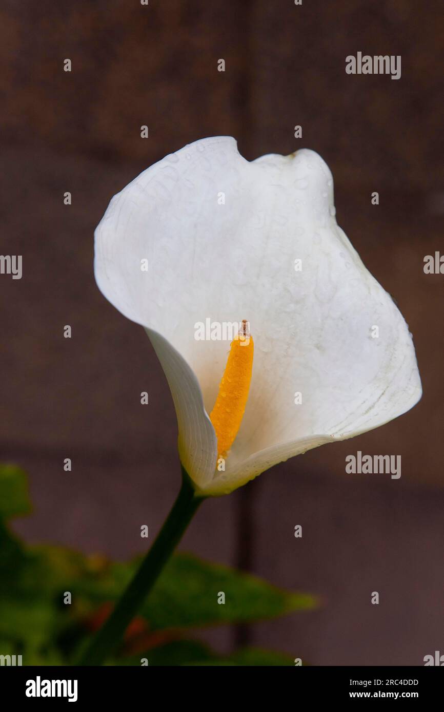 Piante, Fiori, Giglio bianco singolo, Giglio Arum, Giglio Calla, Arum cresce all'aperto in giardino. Flora Foto Stock