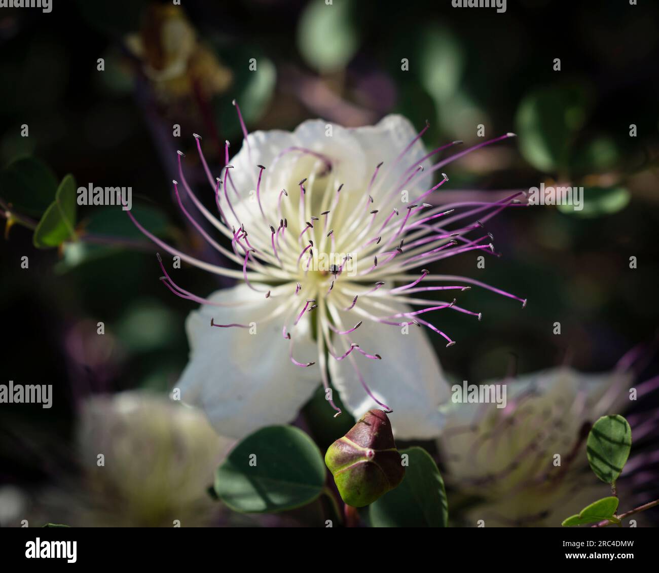 Israele, Gerusalemme, Monte degli Ulivi, Un fiore di cappero, chiamato anche Flinders rose, Capparis spinosa, in fiore. Il fiore di una pianta di cappero in Israele. Foto Stock