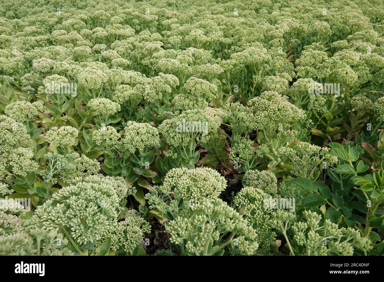 Primo piano su un'aggregazione di boccioli di fiori verdi di piante di orpina o uomini di mezza estate, Hylotelephium telephium in una giornata di sole Foto Stock