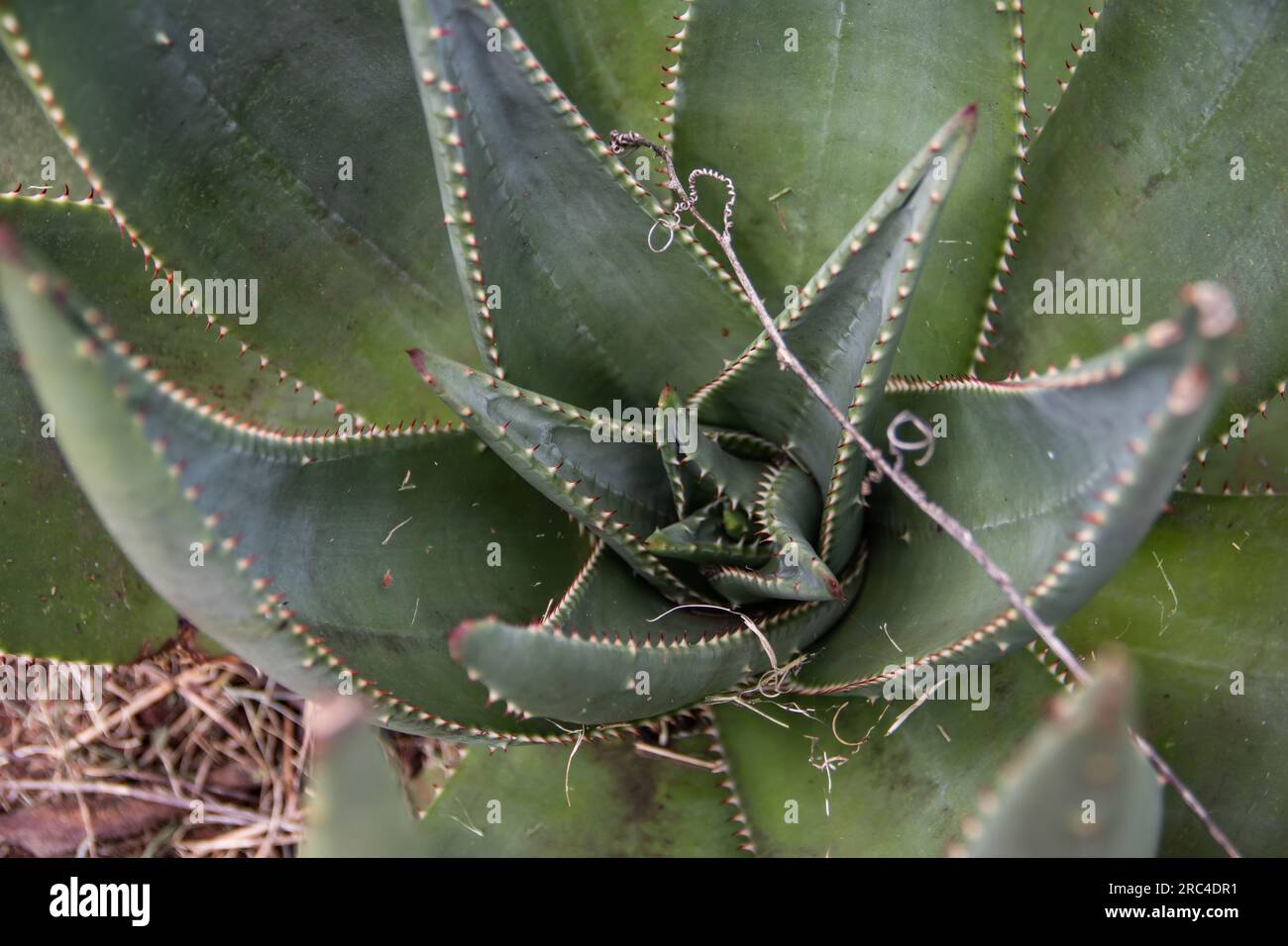 Pianta di aloe vera nell'orto botanico di Harare, Zimbabwe Foto Stock
