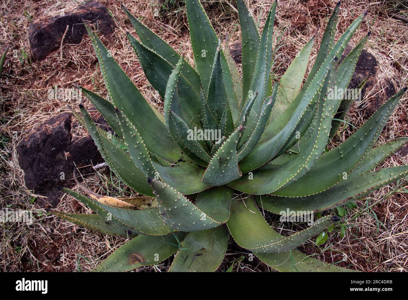 Pianta di aloe vera nell'orto botanico di Harare, Zimbabwe Foto Stock