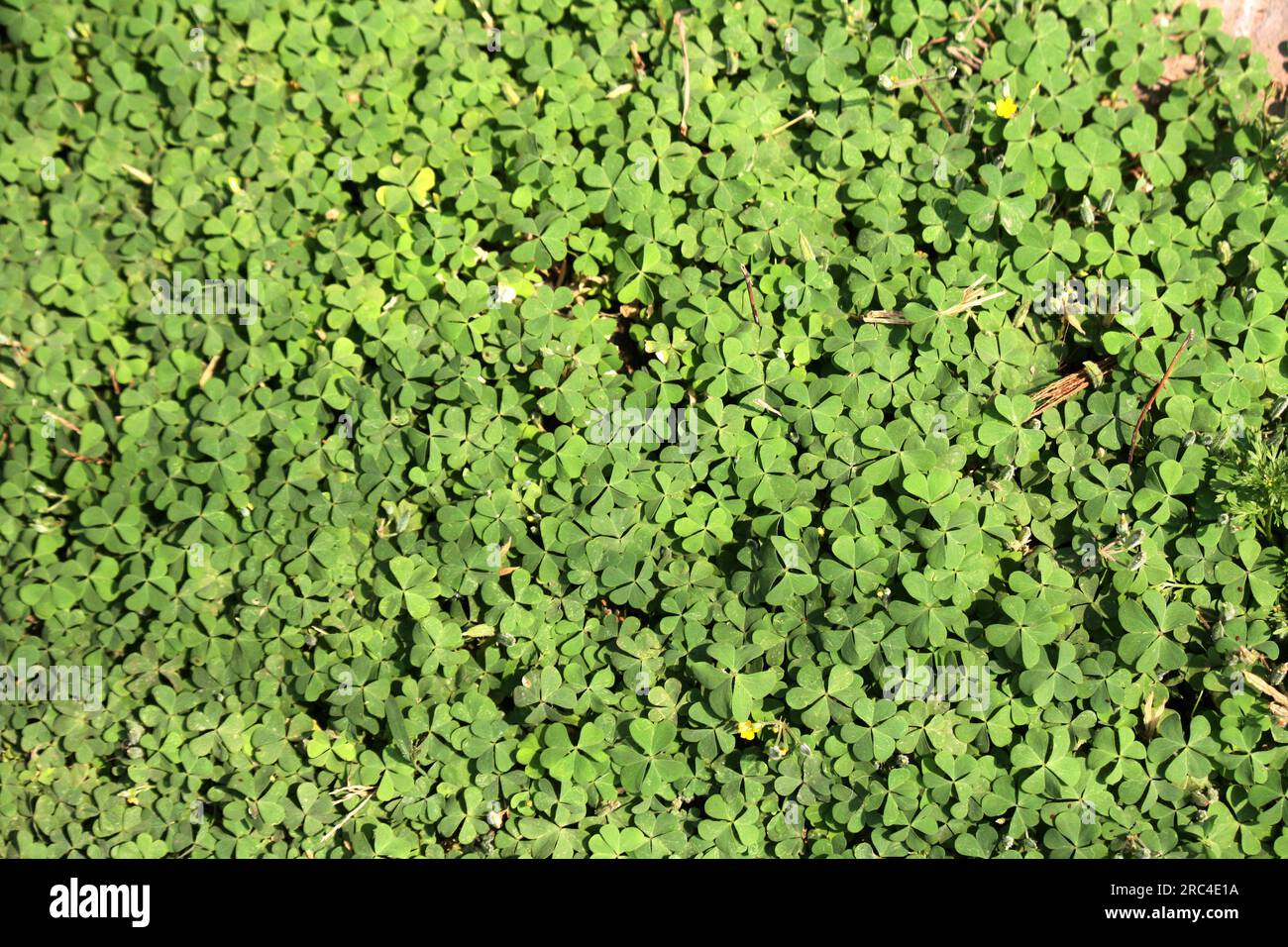 Tappeto verde di legno giallo comune (Oxalis stricta) con fiori gialli : (pix Sanjiv Shukla) Foto Stock