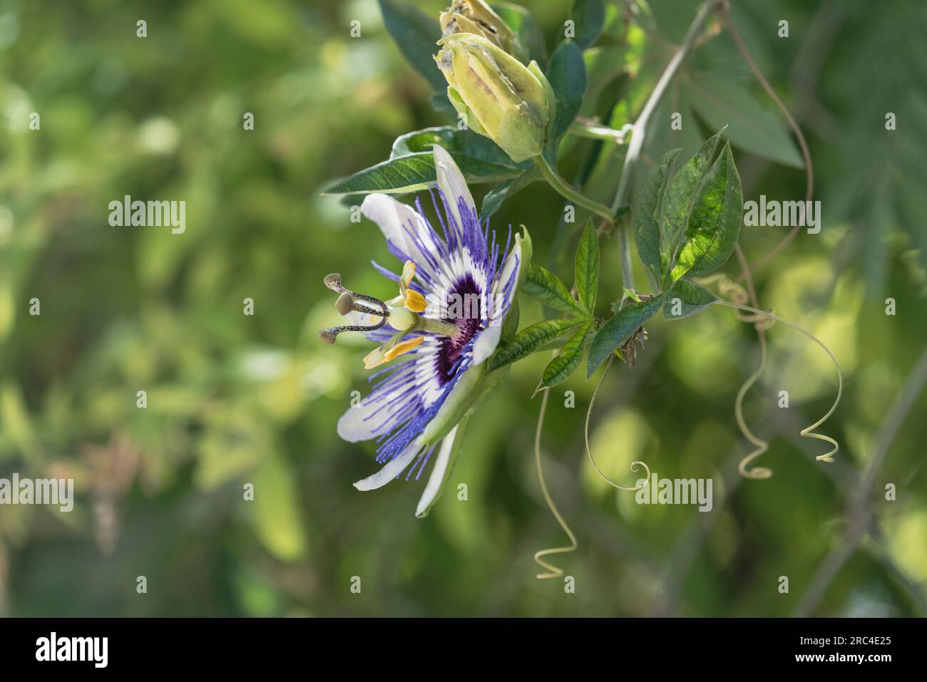 Palestina, Betania, Un fiore di passione, genere Passiflora, in fiore nella città di Betania, in Cisgiordania del territorio palestinese occupato. Un passo Foto Stock