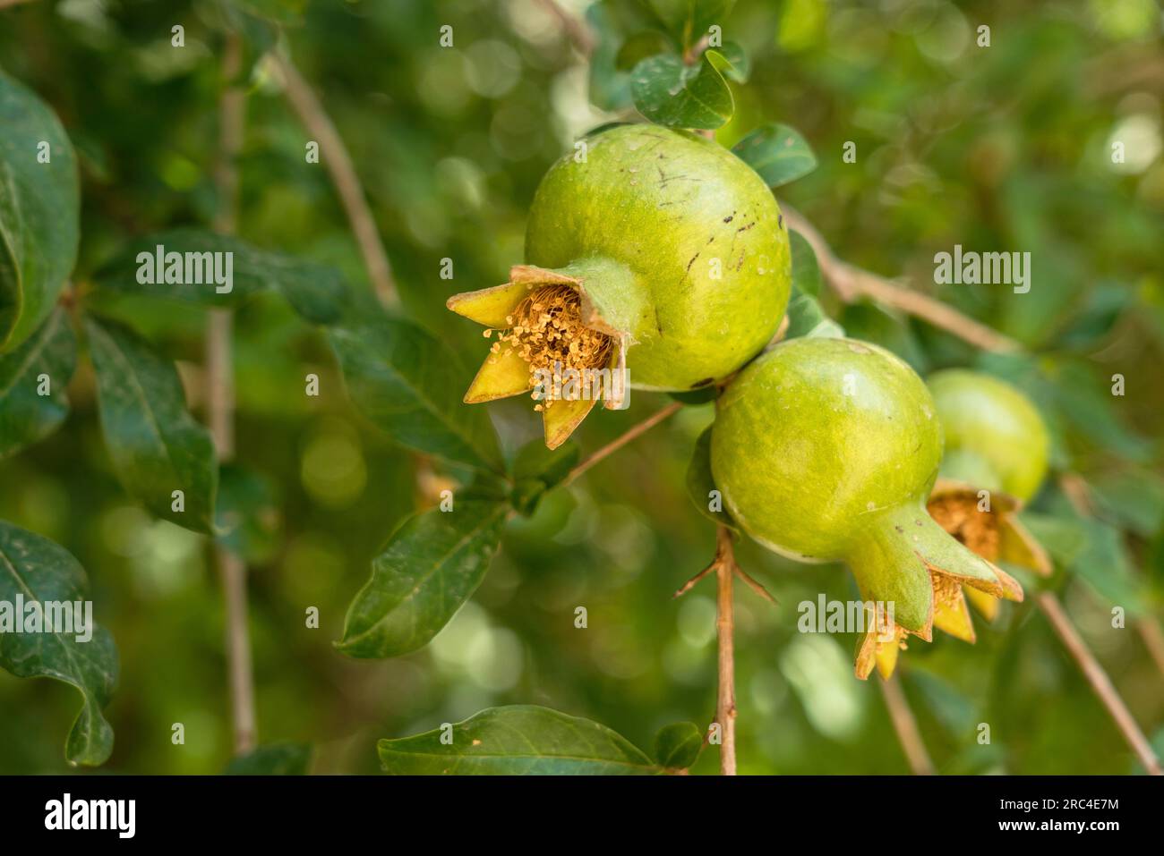 Palestina, territori palestinesi occupati, Gerico, Pomegranate Fruit, Punica granatum, Su un albero a Gerico, territorio occupato della Cisgiordania. Foto Stock