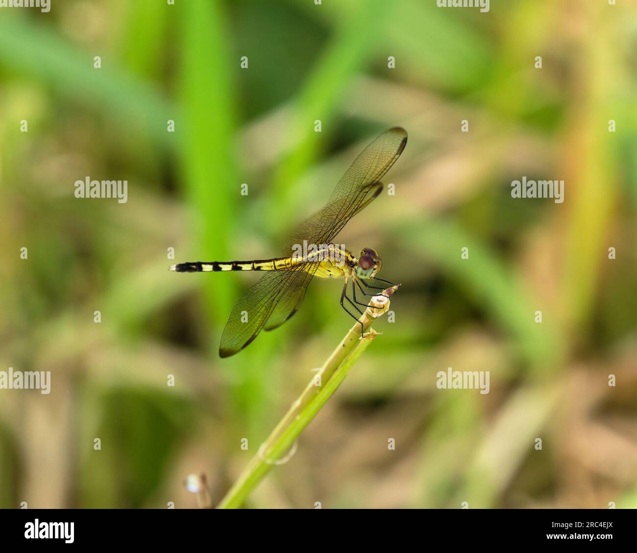 Guyana, Regione Demerara-Maharica, Georgetown, Dragonlet alato a banda, Erythrodipax umbrata, su un ramo nei Giardini Botanici. Foto Stock